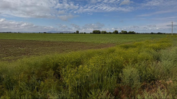 Фотография к новости: Жаркенттік шаруалар тыңайтқыштың орнына көң төгіп жүр