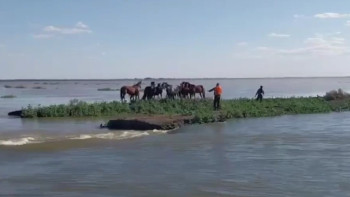 Фотография к новости: Су тасқыны. Атырау облысында 80 жылқы құтқарылды