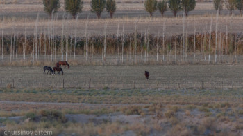 Фотография к новости: Қазақы асыл тұқымды жылқылар жойылу алдында тұр – Қожаназаров