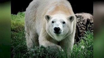 Фотография к новости: Хайуанаттар бағына Прагадан әкелінген 16 жастағы ақ аю өліп қалды