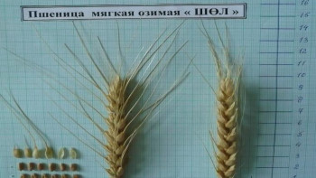 Фотография к новости: Қазақстандық ғалымдар аязға төзімді күздік бидай сортын шығарды