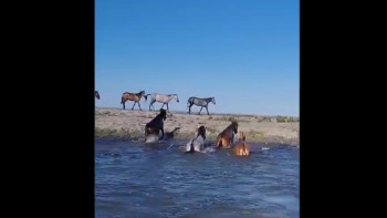 Фотография к новости: Су тасқыны. 92 бас жылқы қауіпсіз жерге шығарылды