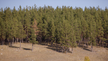Фотография к новости: Орман қоры жерінде 2 млрд ағаш отырғызылады