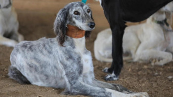 Фотография к новости: Астанада тазылар көрмесі өтеді