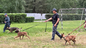 Фотография к новости: Кинологпен сұхбат: Қызметтік иттердің қыр-сыры