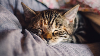 Фотография к новости: Алдағы уақытта күн жылына ма? Синоптиктер болжамын айтты