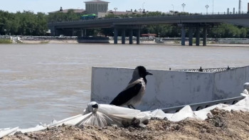 Фотография к новости: Жайық өзеніндегі су деңгейі өзгерді