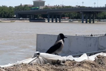 Фотография к новости: Жайық өзеніндегі су деңгейі өзгерді