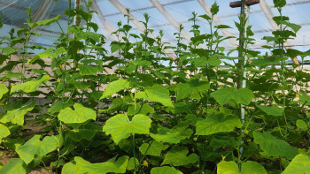 Фотография к новости: Алакөлде қияр пісті