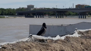 Фотография к новости: Атырау: Жайықтағы су деңгейі 8 см-ге дейін төмендеді