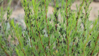 Фотография к новости: Оңтүстік және батыс өңірлерде шегіртке қаптай бастады