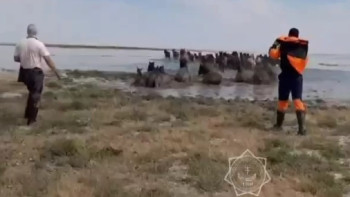 Фотография к новости: Су тасқыны. Атырауда 300-ден аса жылқы құтқарылды