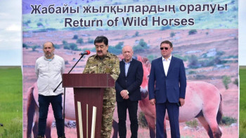 Фотография к новости: "Жабайы жылқылардың оралуы": Пржевальский-Керқұлан, Кертағы жылқылары елге оралды