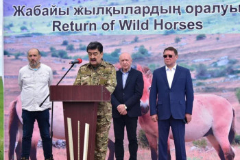 Фотография к новости: "Жабайы жылқылардың оралуы": Пржевальский-Керқұлан, Кертағы жылқылары елге оралды