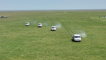 Фотография к новости: Түркістанда шегірткеге қарсы күрес күшейтілді