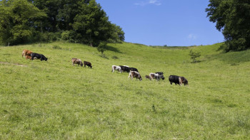 Фотография к новости: Павлодарда 36 мың гектар жайылымдық жер елге қайтарылды