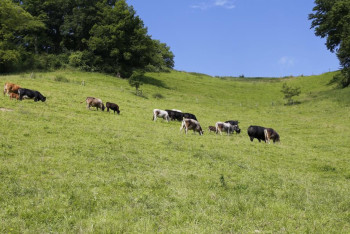 Фотография к новости: Павлодарда 36 мың гектар жайылымдық жер елге қайтарылды