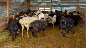 Фотография к новости: Мал шығыны: Халыққа қанша теңге өтемақы төленді