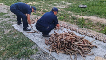 Фотография к новости: Жетісуда үй шатырынан 464 дана ақбөкен мүйізі табылды