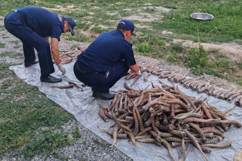 Фотография к новости: Жетісуда үй шатырынан 464 дана ақбөкен мүйізі табылды