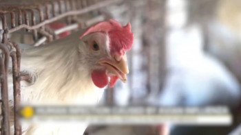 Фотография к новости: Мексикада құс тұмауының жаңа штамынан бір адам қайтыс болды