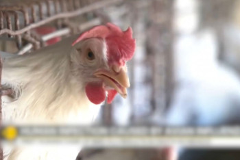 Фотография к новости: Мексикада құс тұмауының жаңа штамынан бір адам қайтыс болды