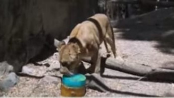 Фотография к новости: Мексикада зообақ жануарлары балмұздақпен қоректенуге көшті