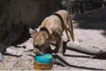 Фотография к новости: Мексикада зообақ жануарлары балмұздақпен қоректенуге көшті