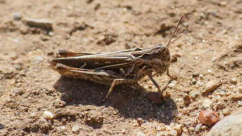 Фотография к новости: Шегіртке зиянкестеріне қарсы 800 мың гектардан астам алаң өңделді