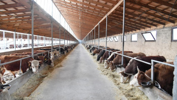 Фотография к новости: Түркістан облысы мал шаруашылығы мен ет экспортынан көш бастап тұр