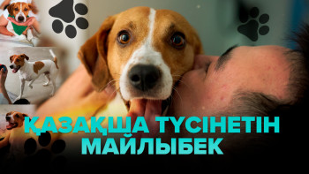 Фотография к новости: Қазақ тілін түсініп, күй тыңдайтын ит желі жұлдызына айналды