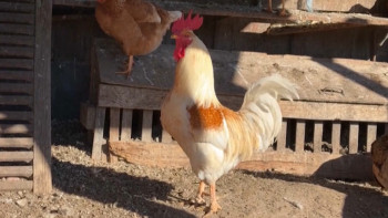 Фотография к новости: Австралияда құс тұмауы балаға жұқты