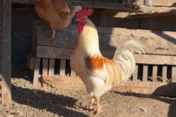 Фотография к новости: Австралияда құс тұмауы балаға жұқты