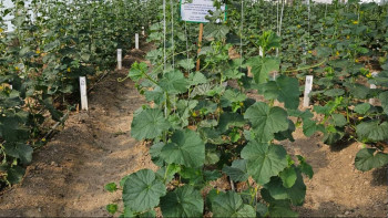 Фотография к новости: Ғалымдар қауынның жаңа сорттарын шығарады