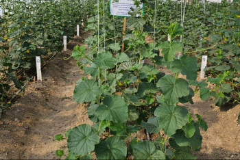 Фотография к новости: Ғалымдар қауынның жаңа сорттарын шығарады