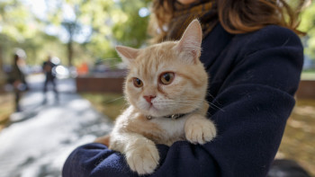 Фотография к новости: Сингапурде заң жүзінде үйде мысық асырауға рұқсат етілетін болды