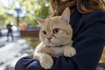 Фотография к новости: Сингапурде заң жүзінде үйде мысық асырауға рұқсат етілетін болды