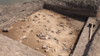 Фотография к новости: Жылқы қолға қашан үйретілді?