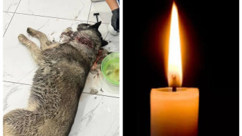 Фотография к новости: Семейде Хаскиді бауыздап өлтірген ер адам іздестіріліп жатыр