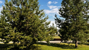 Фотография к новости: Жетісуда орман өрті үдеп тұр