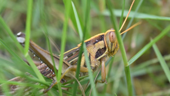 Фотография к новости: АШМ шегірткеге қарсы химиялық өңдеу бойынша мәлімдеме жасады