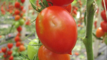 Фотография к новости: Ресейден әкелінген жарты тонна қызанақтан қауіпті вирус табылды