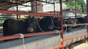 Фотография к новости: Алматыда құрбандық шалу құны қанша?