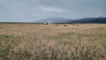 Фотография к новости: Абай облысында шегірткенің кесірінен егіс алқаптары зардап шеккені рас па