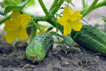 Фотография к новости: Су тасқыны. Индерде бақша өнімдері пісіп жатыр