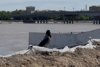 Фотография к новости: Жайық өзеніндегі су деңгейі қандай