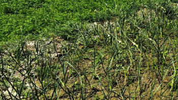 Фотография к новости: Жетісу 2 млн тонна өнім жинай ала ма?