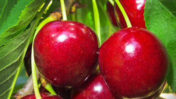 Фотография к новости: Елге әкелінген 40 мың келі шие қайта Қырғызстанға қайтарылды