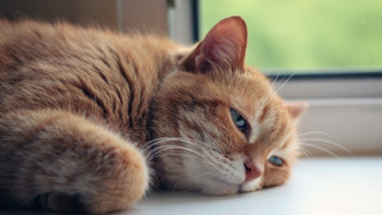 Фотография к новости: Алдағы үш күнде ыстық ауа райының беті қайта ма