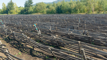 Фотография к новости: Өзбекстан зиянкестермен күресіп жатыр